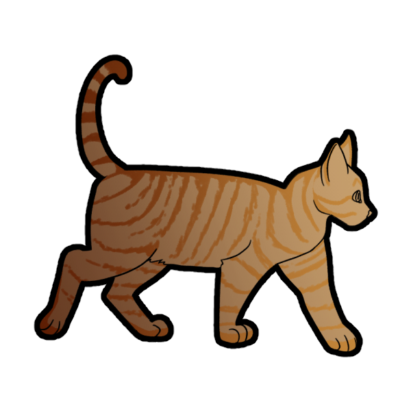 Cinnamon Tabby